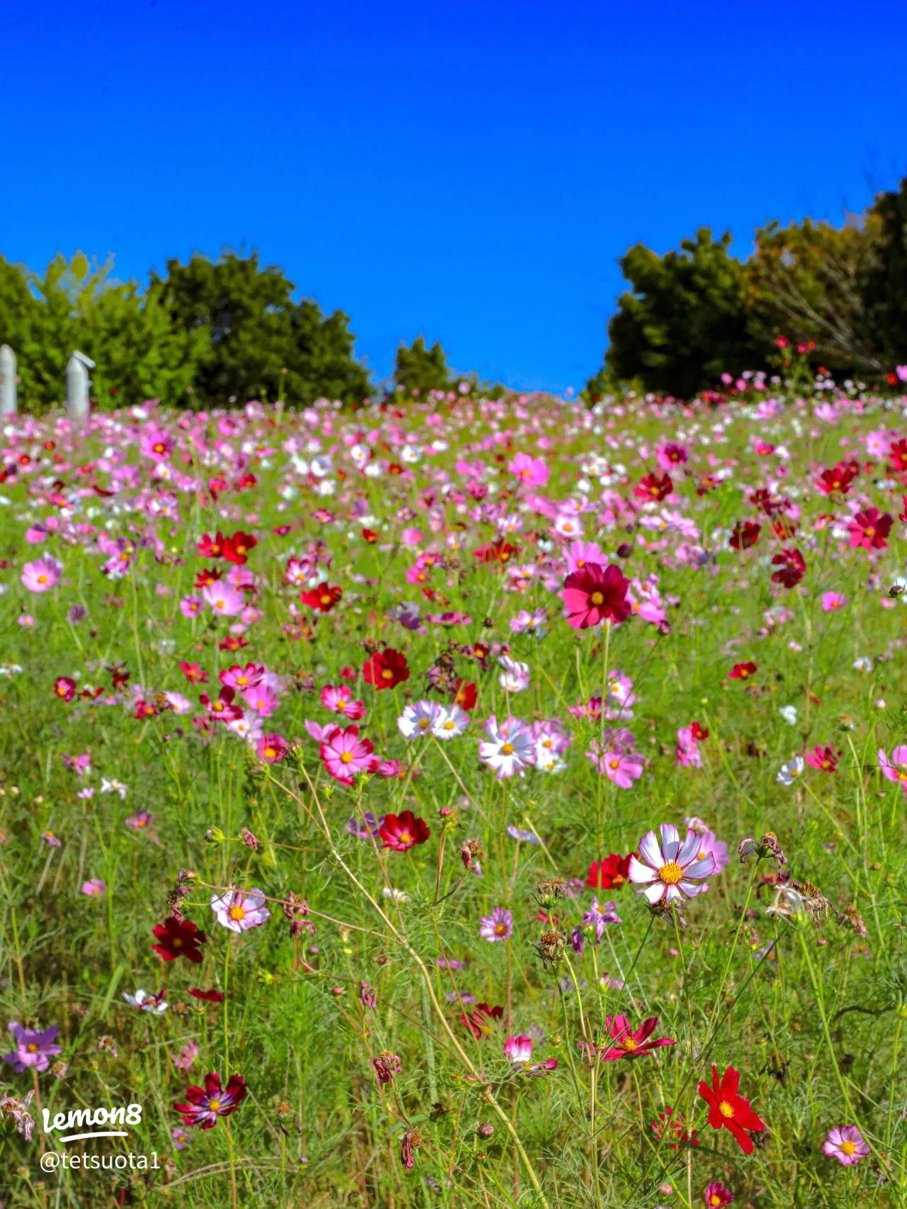 🏞️ 마키노하라 공원 이미지 4